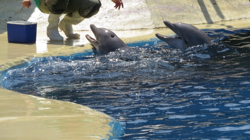 delfines-zoo-0002