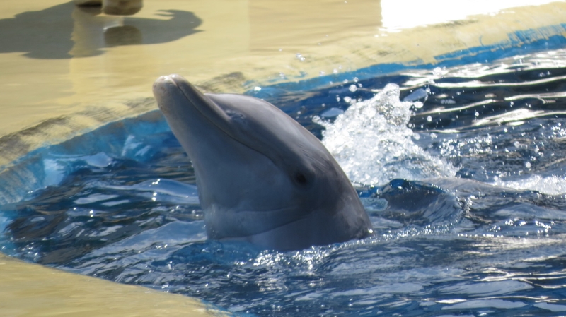 delfines-zoo-0007