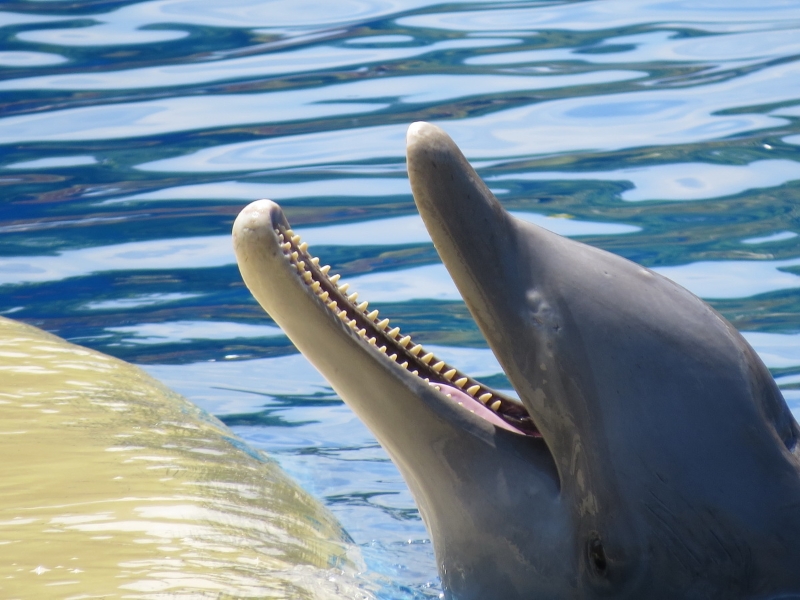delfines-zoo-0014