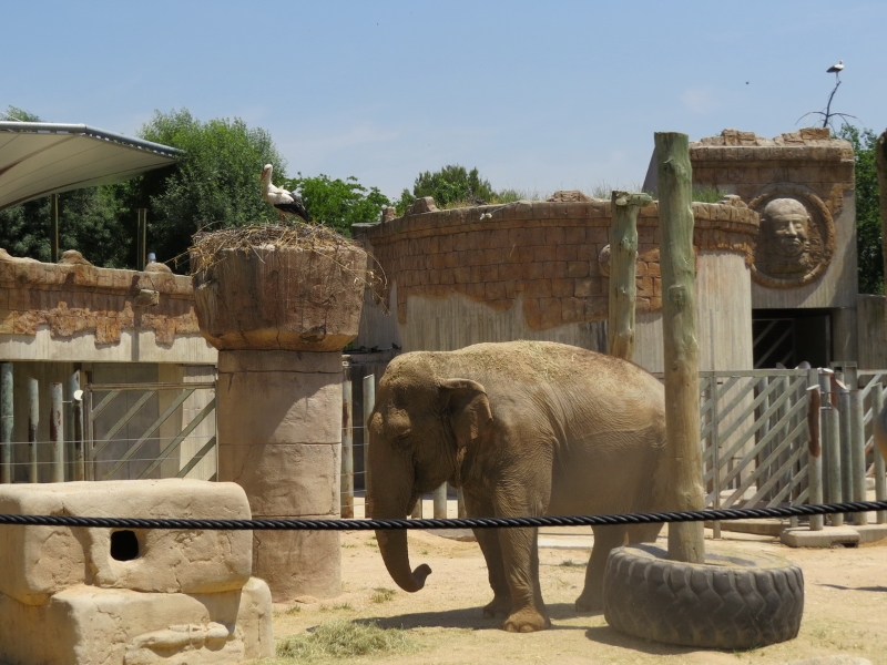 elefantes-zoo-0007