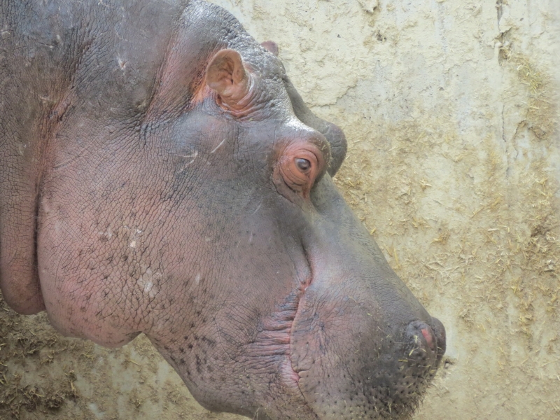 hipopotamos-zoo-0006