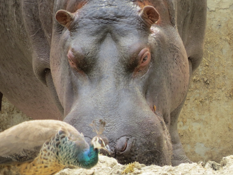 hipopotamos-zoo-0007
