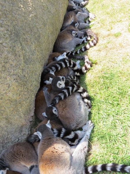 lemures-madagascar-zoo-0008