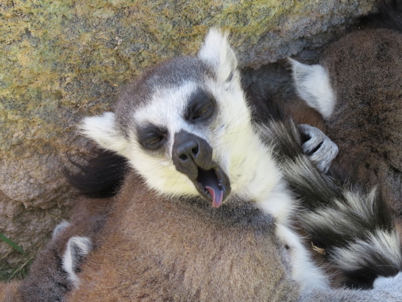 lemures-madagascar-zoo-0012