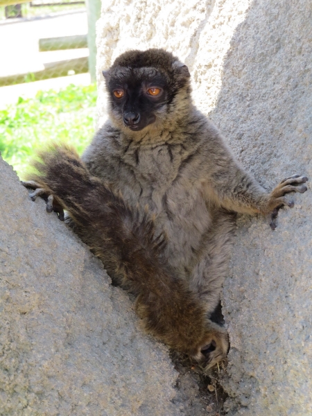 lemures-madagascar-zoo-0022