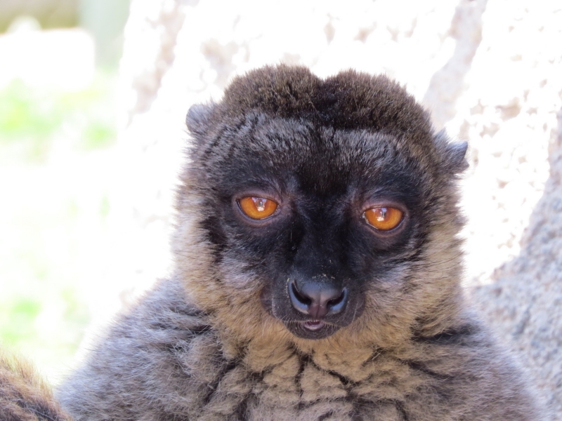 lemures-madagascar-zoo-0024