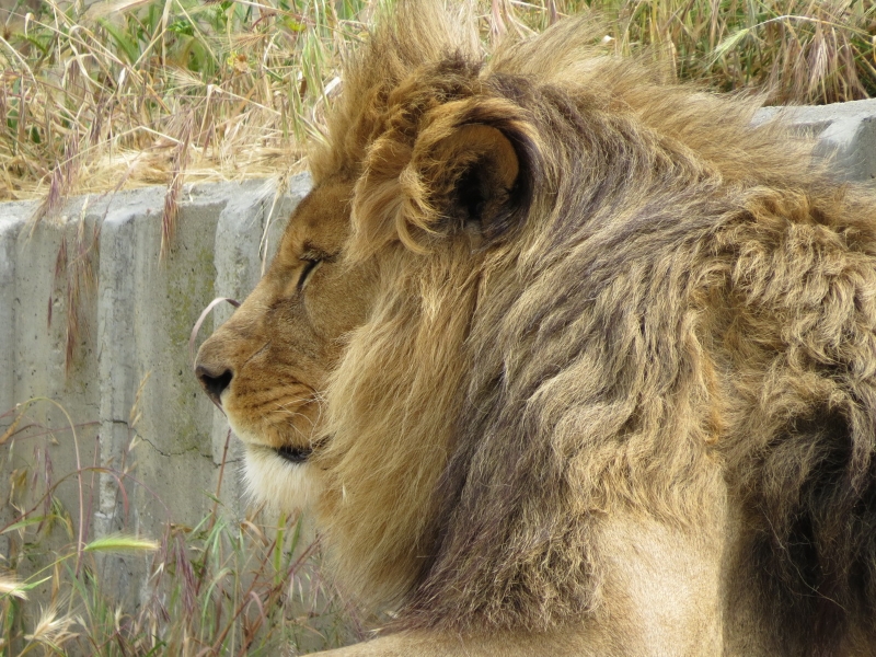 leones-zoo-0028