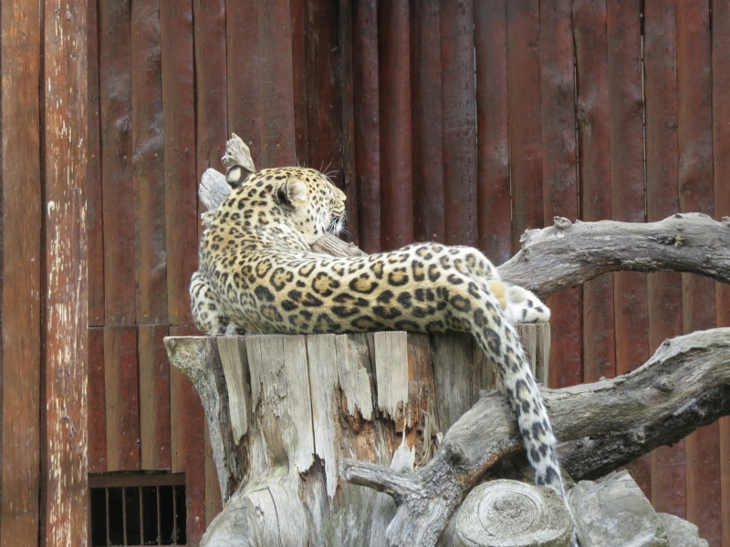 leopardo-zoo-0001
