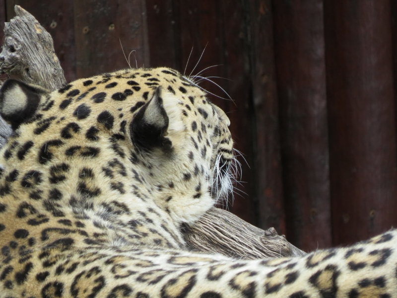 leopardo-zoo-0003