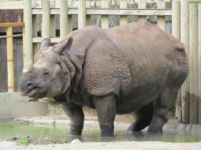 rinocerontes-zoo-0006