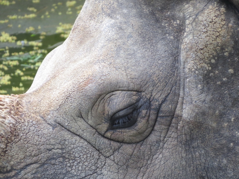 rinocerontes-zoo-0012